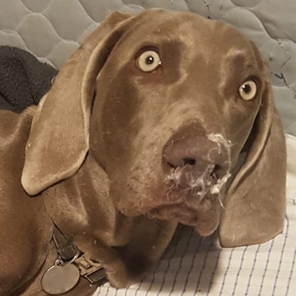 willow - Picture 1 of 1